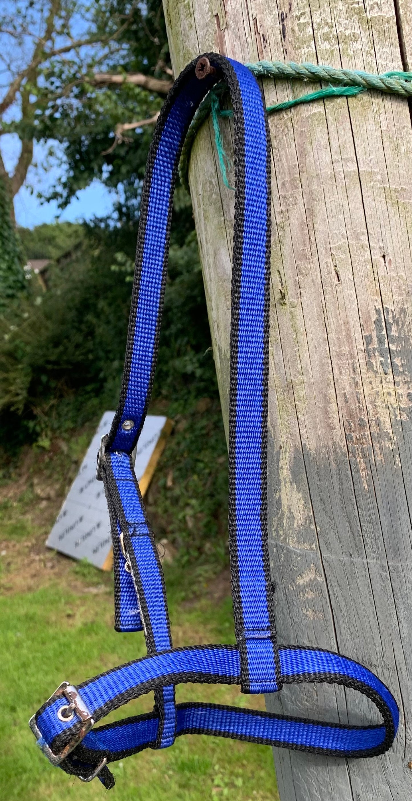 Pony size black & blue webbing under halter carriage driving