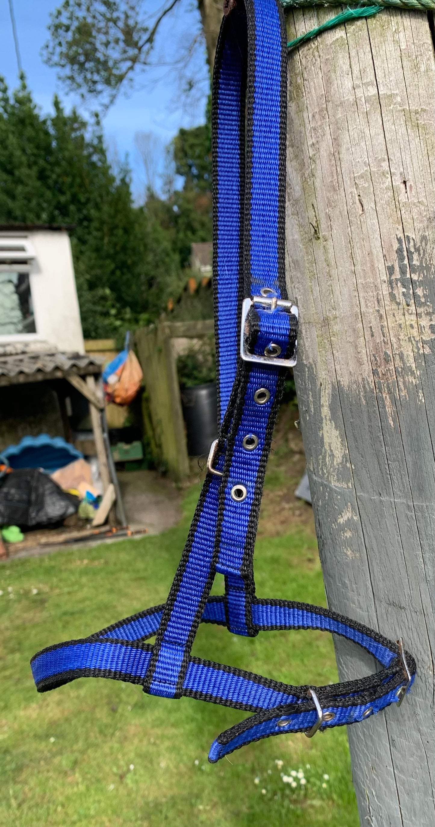 Pony size black & blue webbing under halter carriage driving