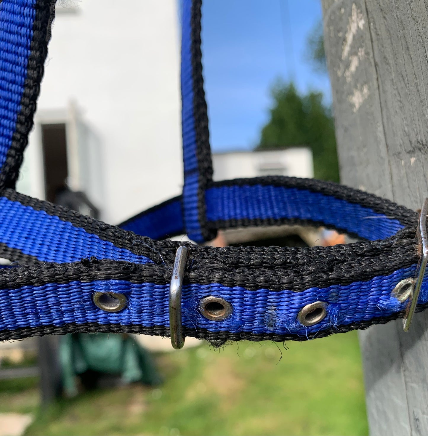 Pony size black & blue webbing under halter carriage driving