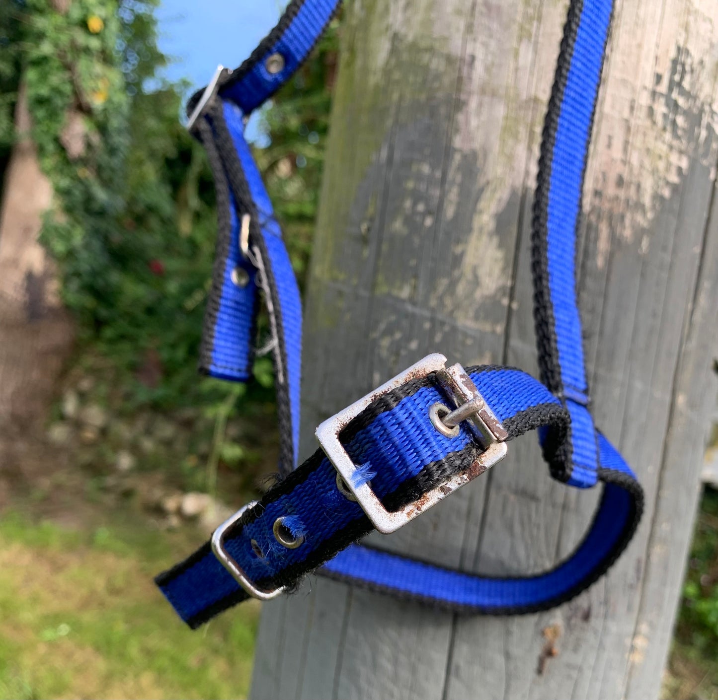 Pony size black & blue webbing under halter carriage driving