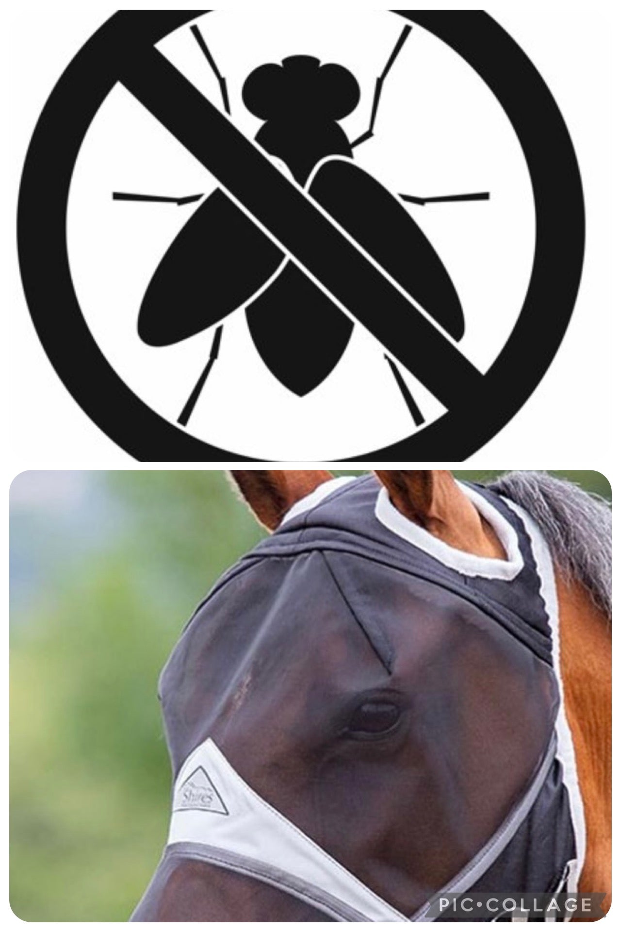FLY MASKS/VEILS
