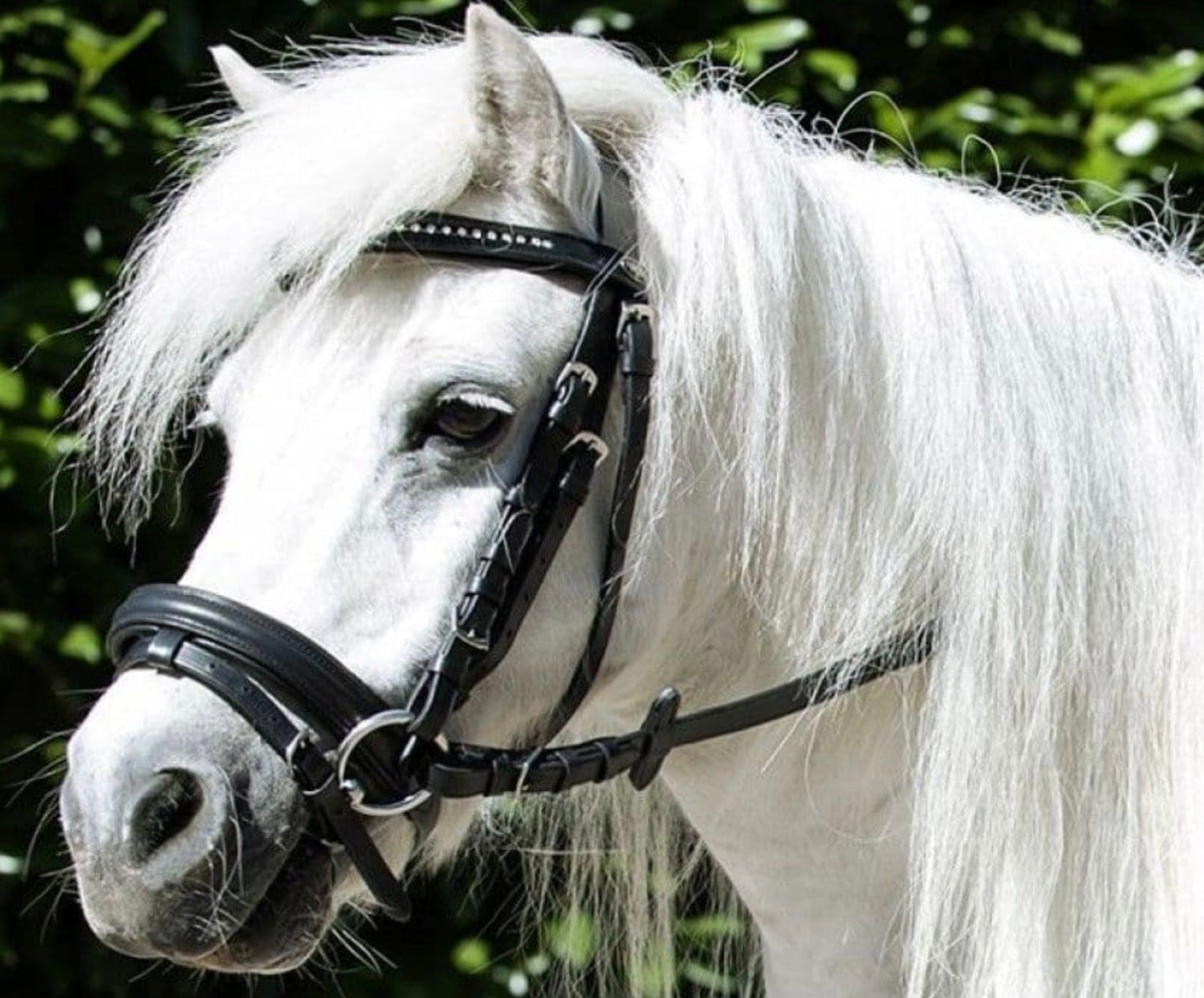 Bridles