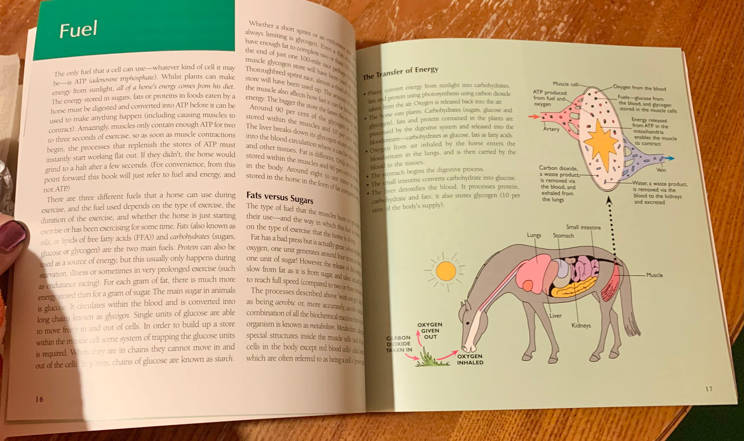 New book All Systems Go - a guide to the horses fitness