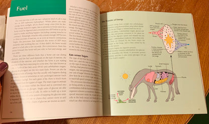 New book All Systems Go - a guide to the horses fitness