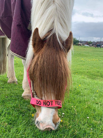 NEW❌‼️DO NOT FEED❌‼️VELCRO CLOSURE FIELD HEADCOLLAR 
 PONY SIZE PINK