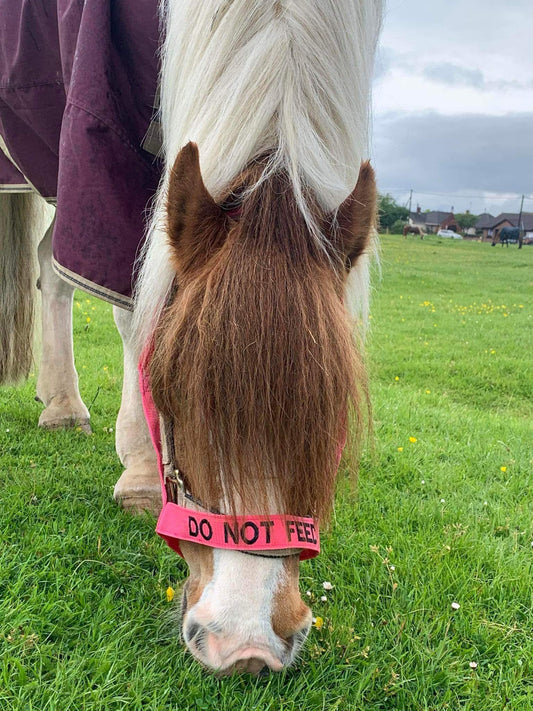 NEW❌‼️DO NOT FEED❌‼️VELCRO CLOSURE FIELD HEADCOLLAR 
 PONY SIZE PINK