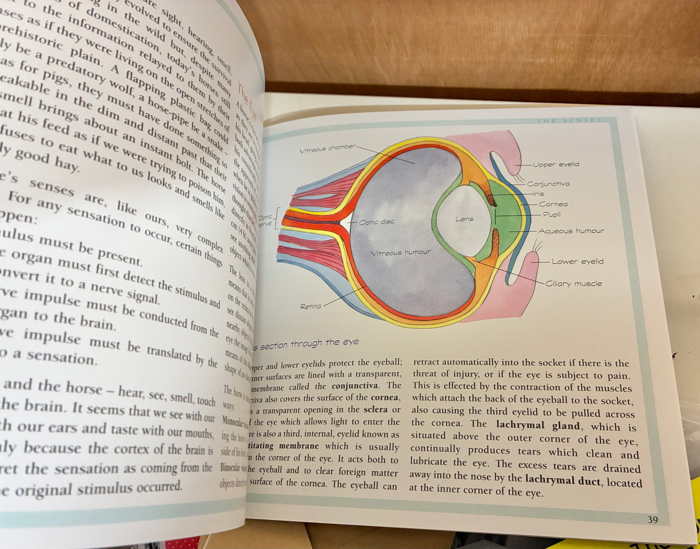 Body Basics
A Guide to the Anatomy of the Horse