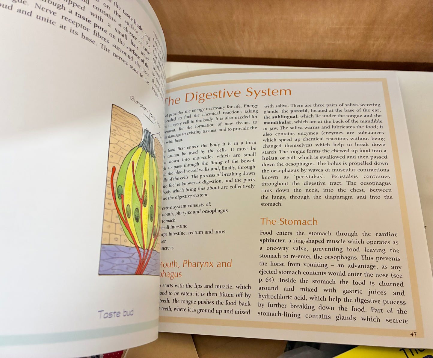 Body Basics
A Guide to the Anatomy of the Horse