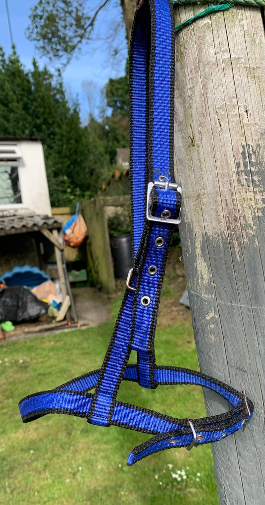 Pony size black & blue webbing under halter carriage driving