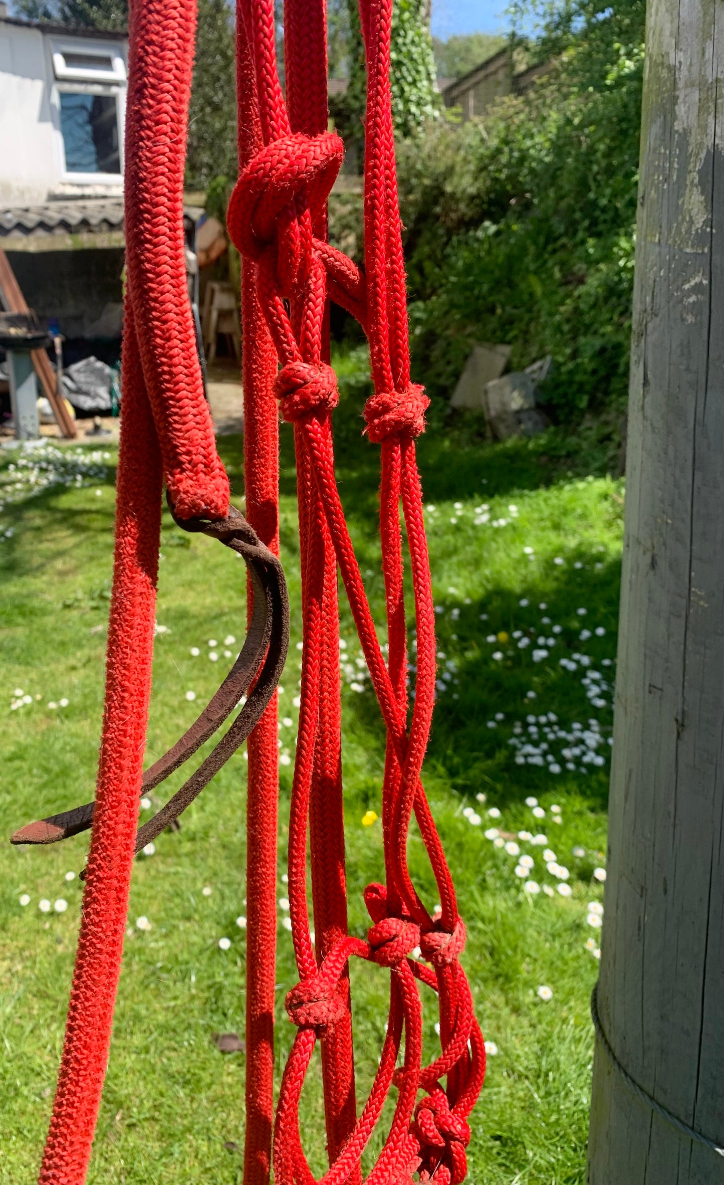 Red parelli halter and lead set