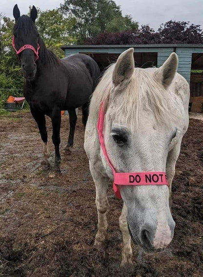 NEW❌‼️DO NOT FEED❌‼️VELCRO CLOSURE FIELD HEADCOLLAR 
 COB SIZE PINK
