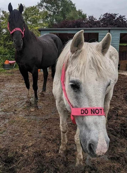 NEW❌‼️DO NOT FEED❌‼️VELCRO CLOSURE FIELD HEADCOLLAR 
 COB SIZE PINK