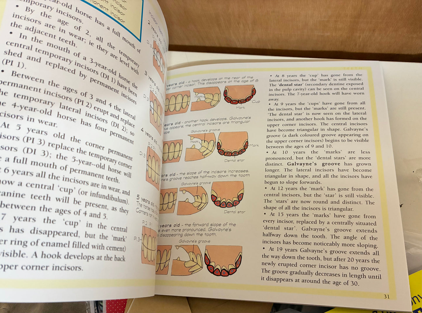 Body Basics
A Guide to the Anatomy of the Horse