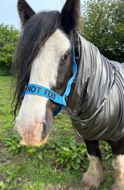 NEW “DO NOT FEED” VELCRO CLOSURE FIELD HEADCOLLAR PONY SIZE BLUE