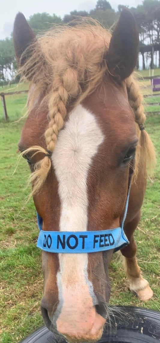 NEW “DO NOT FEED” VELCRO CLOSURE FIELD HEADCOLLAR PONY SIZE BLUE