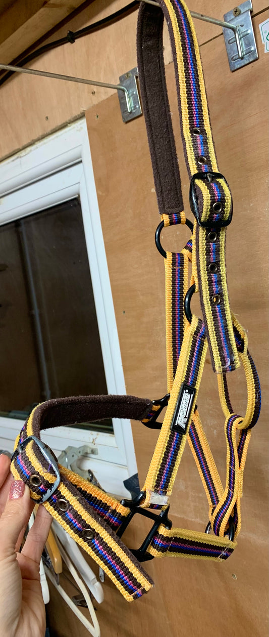 Full size yellow/brown Roma head collar